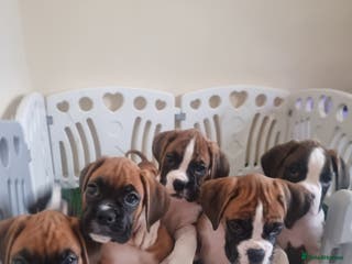 Boxer dogs Ready Now Outstanding KC Boxer puppies - Advert 3
