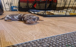 Miniature Dachshund dogs for sale: 2 adorable chunky miniature dachshund  - Image 5