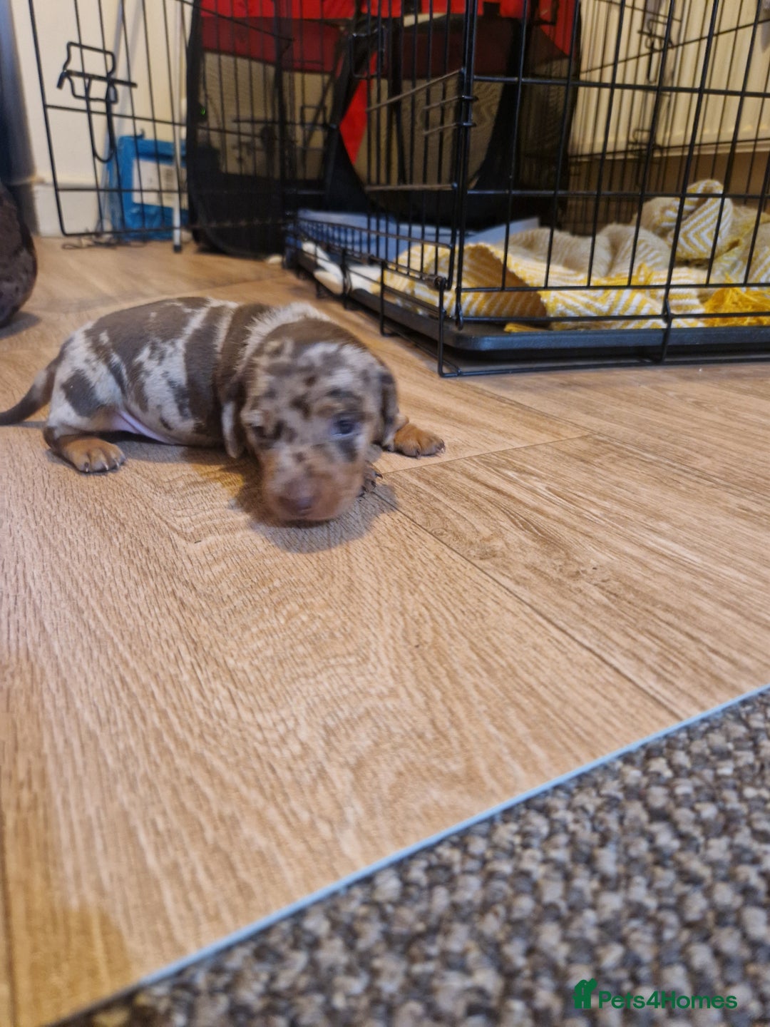 Miniature Dachshund dogs for sale: 2 adorable chunky miniature dachshund  - Image 5