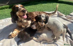 Cocker Spaniel dogs for sale: Beautiful Cocker Spaniel Puppies - Image 9