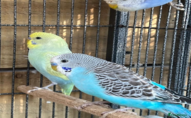 Budgerigars birds - Advert 9