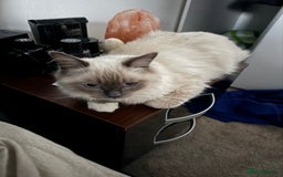 Ragdoll cats for sale: Beautiful Chunky Ragdoll Kitten For Sale - Image 2