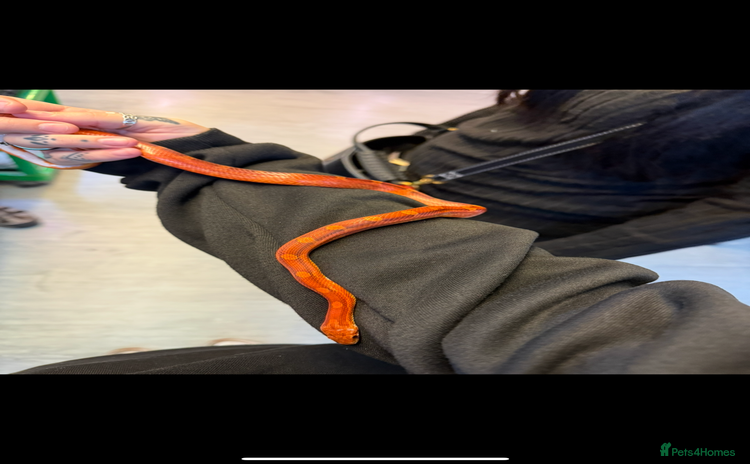 Corn Snake reptiles Corn snake - Advert 8