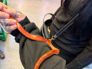 Corn Snake reptiles Corn snake - Advert 7