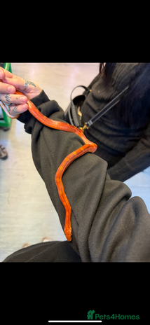 Corn Snake reptiles Corn snake - Advert 1