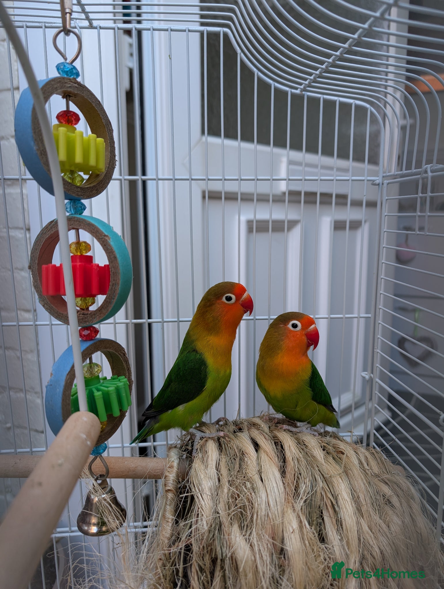 Parakeets birds Inc. kit with two peachface parrakeets  - Advert 1