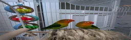 Parakeets birds for sale: Inc. kit with two peachface parrakeets  - Advert 1