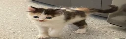Sphynx cats for sale: Spyhnx mixed breed  in Epsom - Advert 11