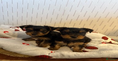 Yorkshire Terrier dogs - Advert 14