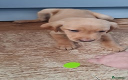 Labrador Retriever dogs for sale: Labrador Fox Red - Image 16