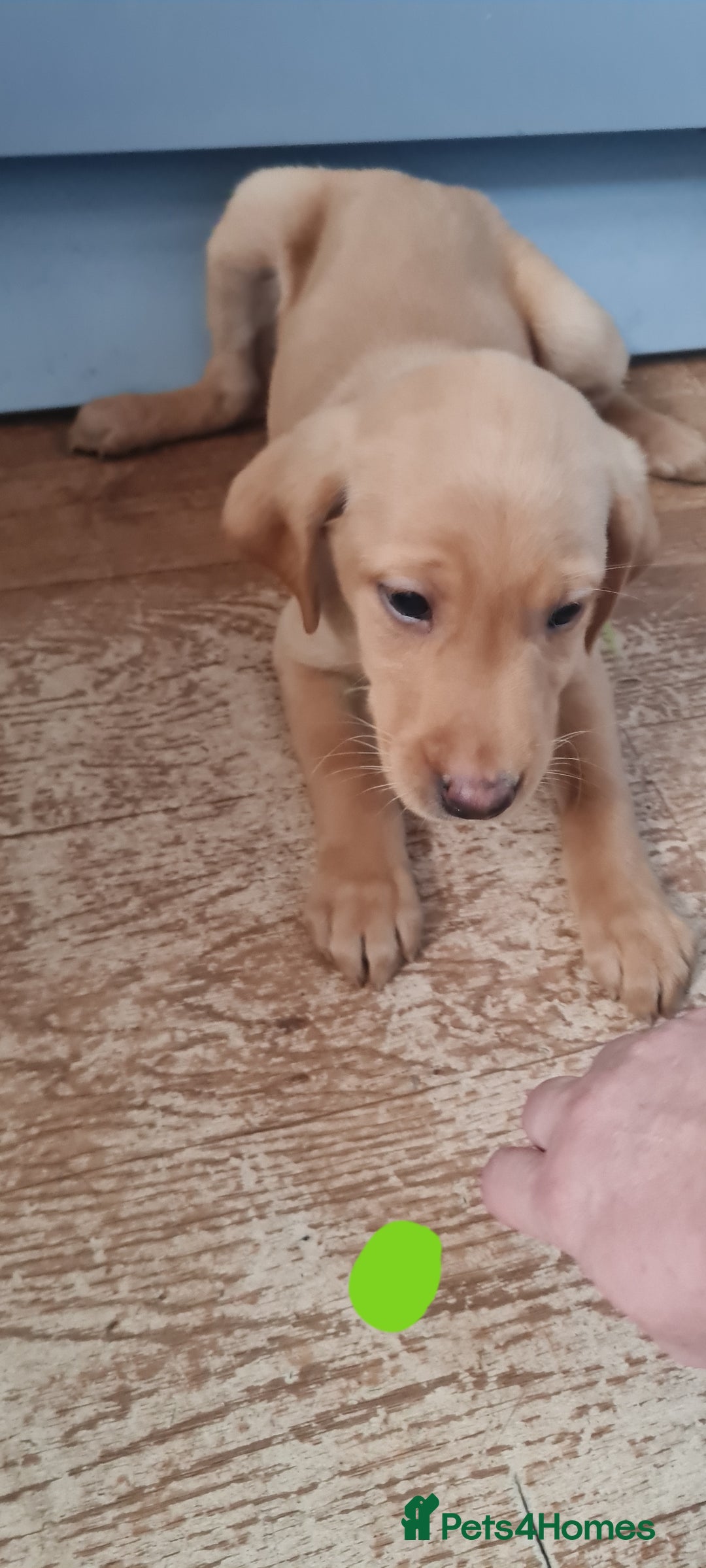 Labrador Retriever dogs for sale: Labrador Fox Red - Image 16