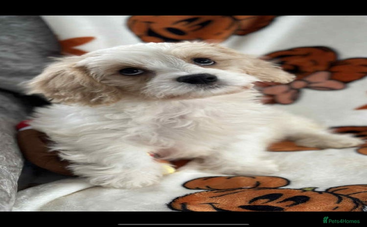 Cavachon dogs - Advert 1