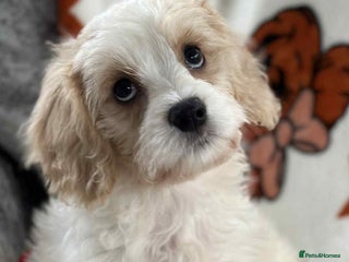 Cavachon dogs - Advert 1
