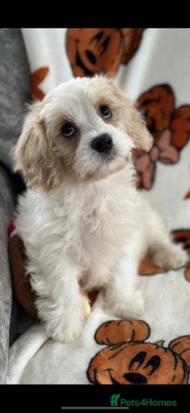 Cavachon dogs - Advert 3