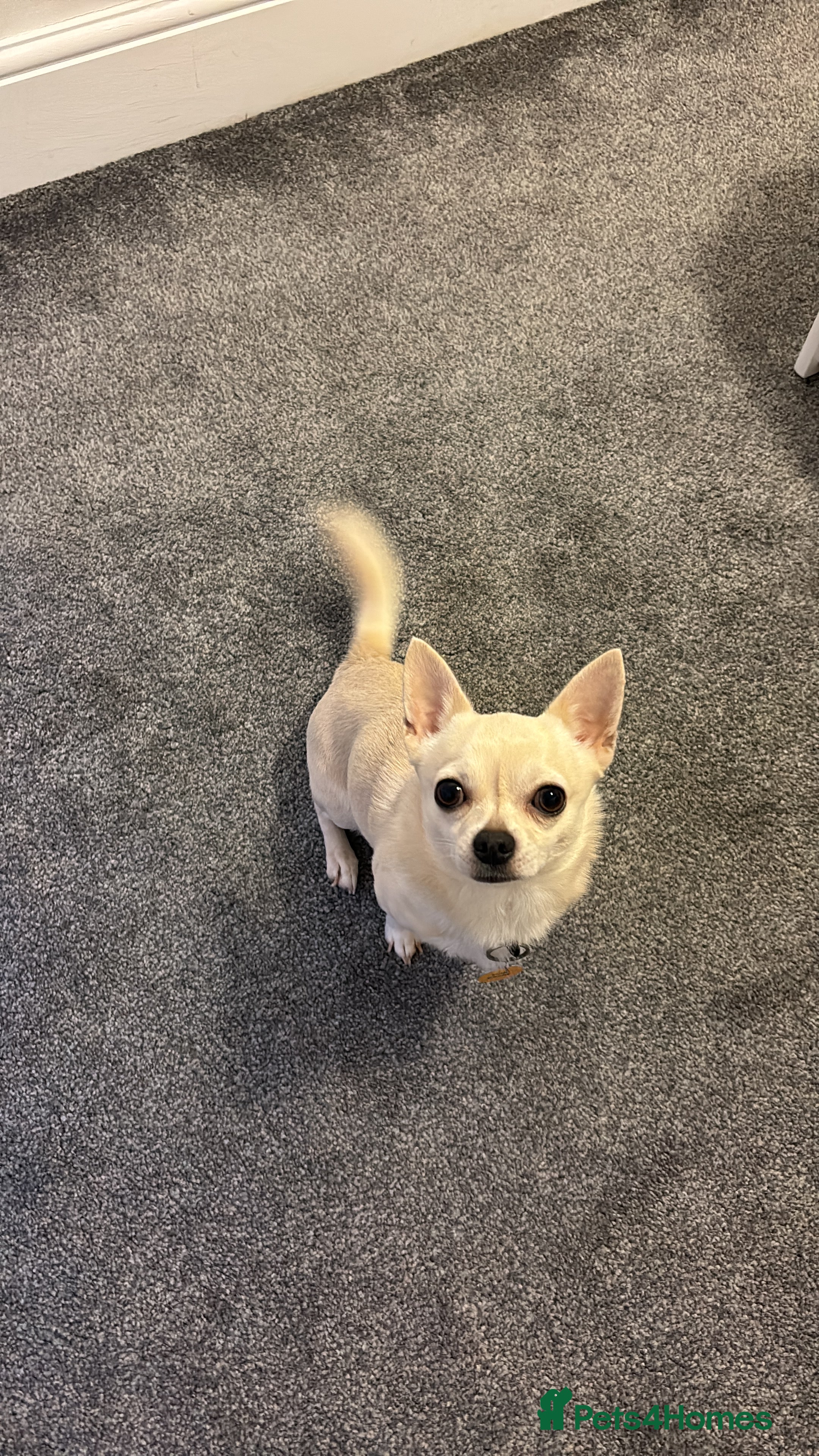 Chihuahua dogs 3 year old short haired Chi for stud (proven) - Advert 3