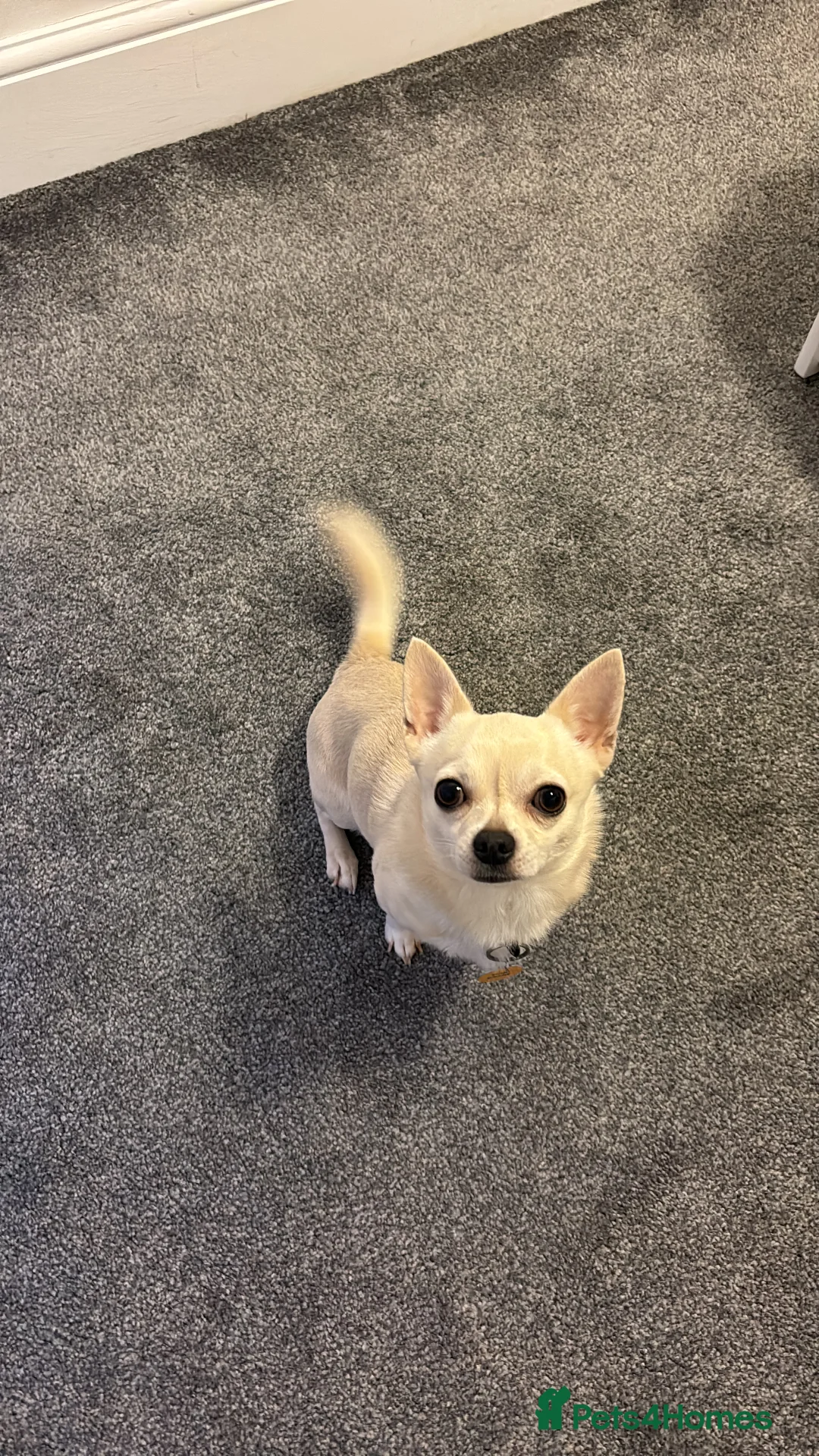 Chihuahua dogs for stud: 3 year old short haired Chi for stud (proven) - Advert 1