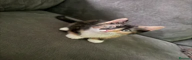 Mixed Breed 2
