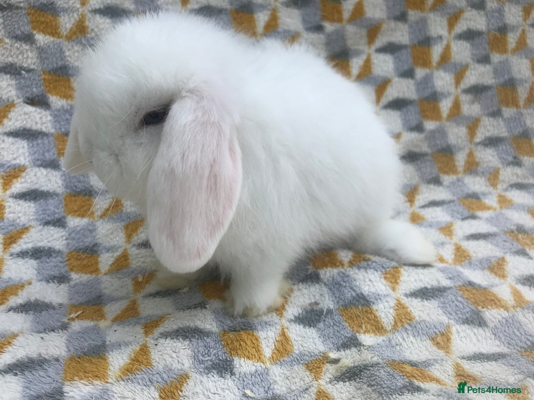 Mini Lop rabbits for sale: Beautiful mini lops for sale  - Image 9