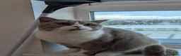 British Shorthair cats for sale: Sweet Male Cat + Automatic Feeders - Advert 7