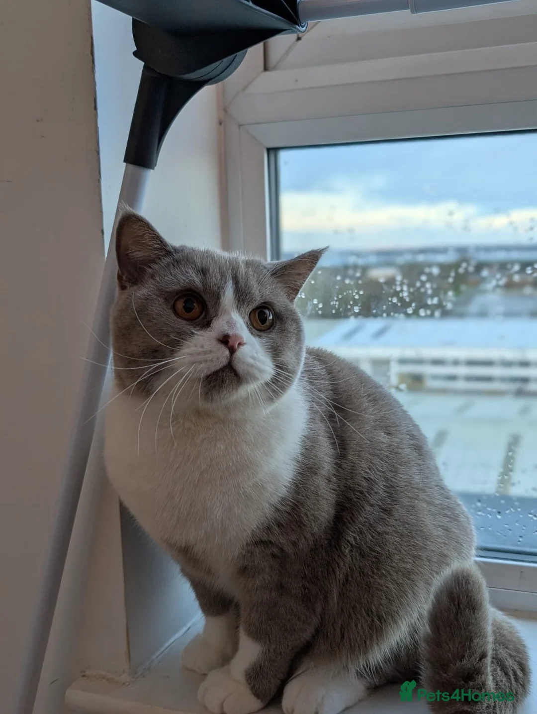 British Shorthair cats for sale: Sweet Male Cat + Automatic Feeders - Advert 7