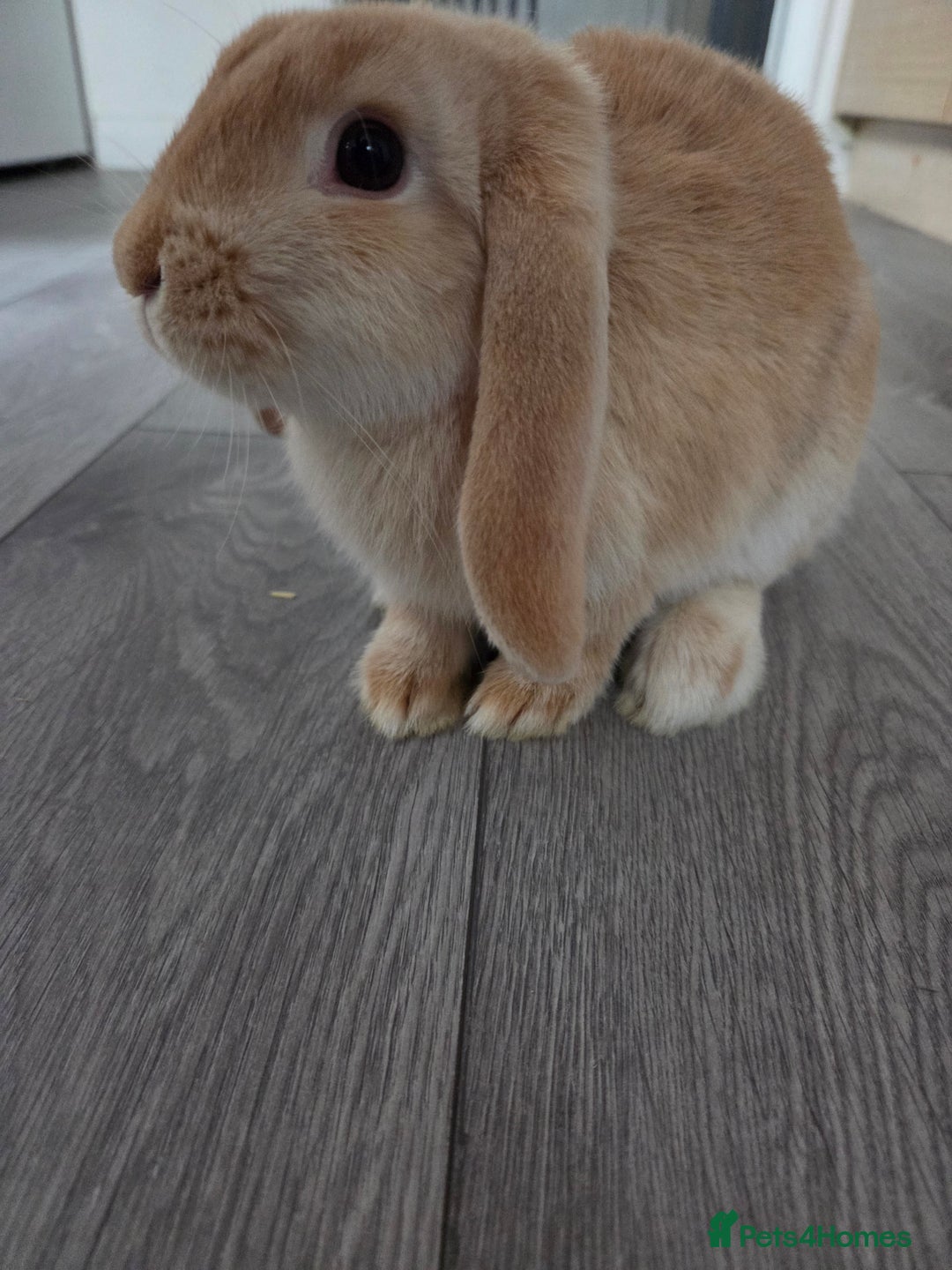 Mini Lop rabbits for sale: Two gorgeous mini lops  - Advert 1