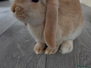 Mini Lop rabbits Two gorgeous mini lops - Advert 6