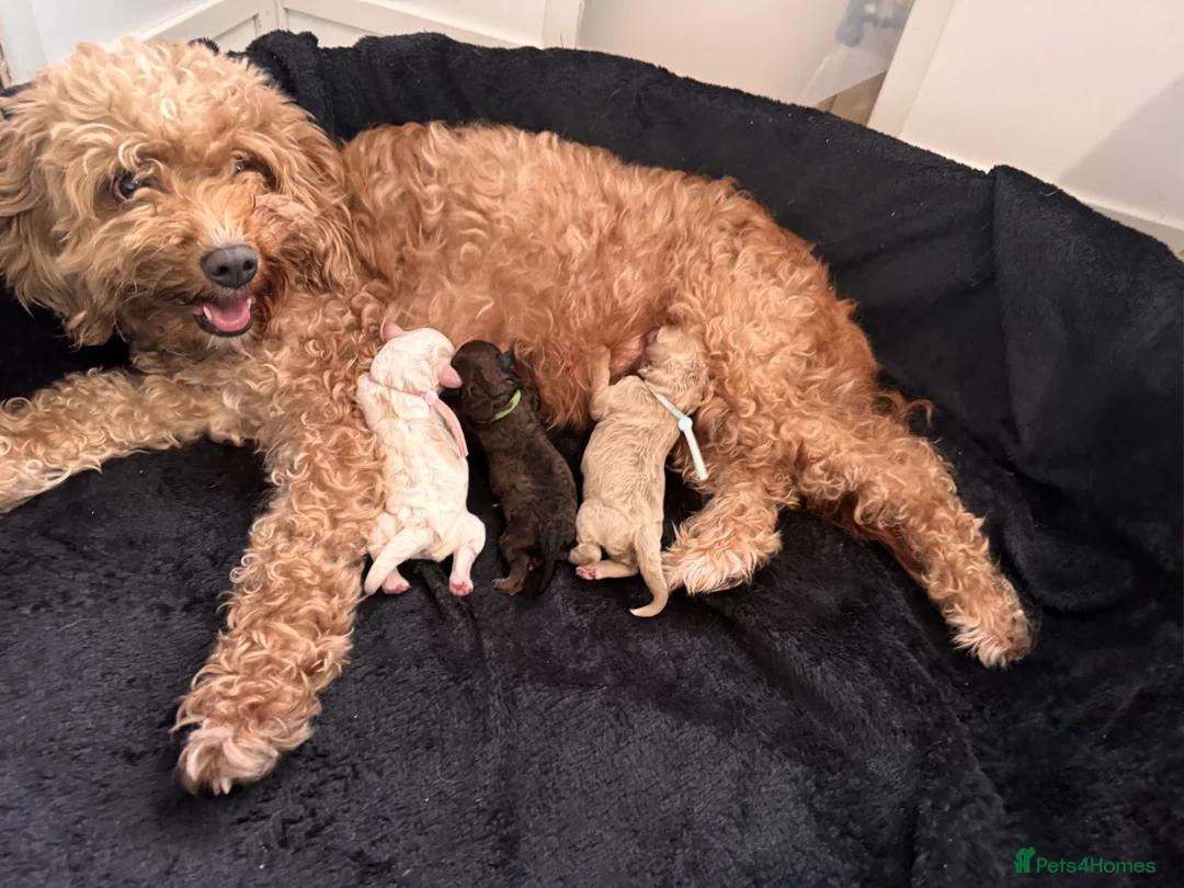 Cavapoochon dogs for sale: Gorgeous Toy Cavapoochons, Health Tested Parents in London - Advert 2
