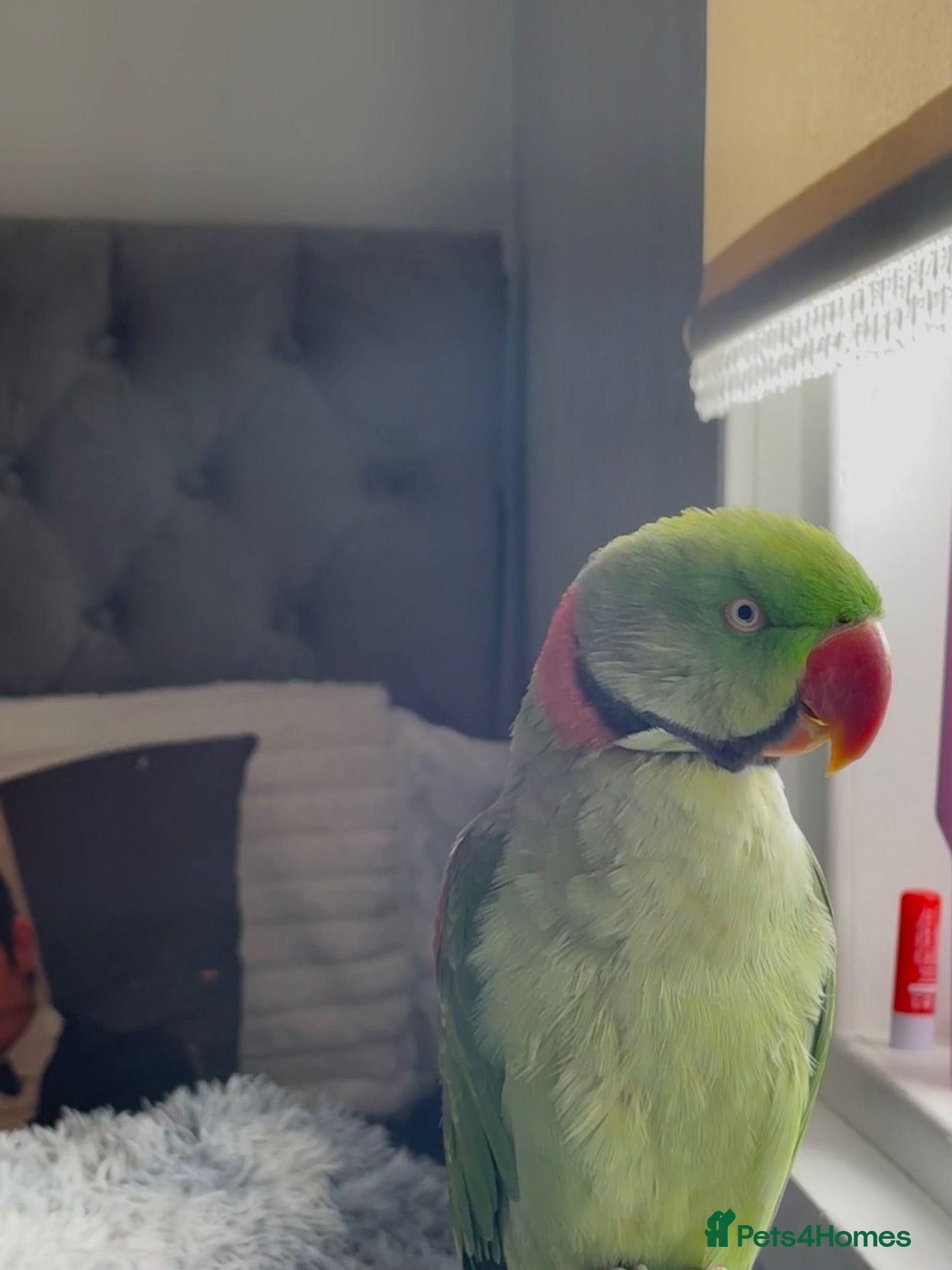 Parakeets birds alexandrine parrot  - Advert 7