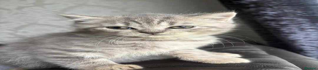 British Shorthair Kitten 4