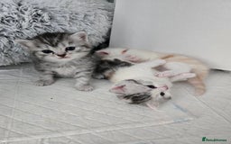 Perdoll cats for sale: Persian x ragdoll - Image 3