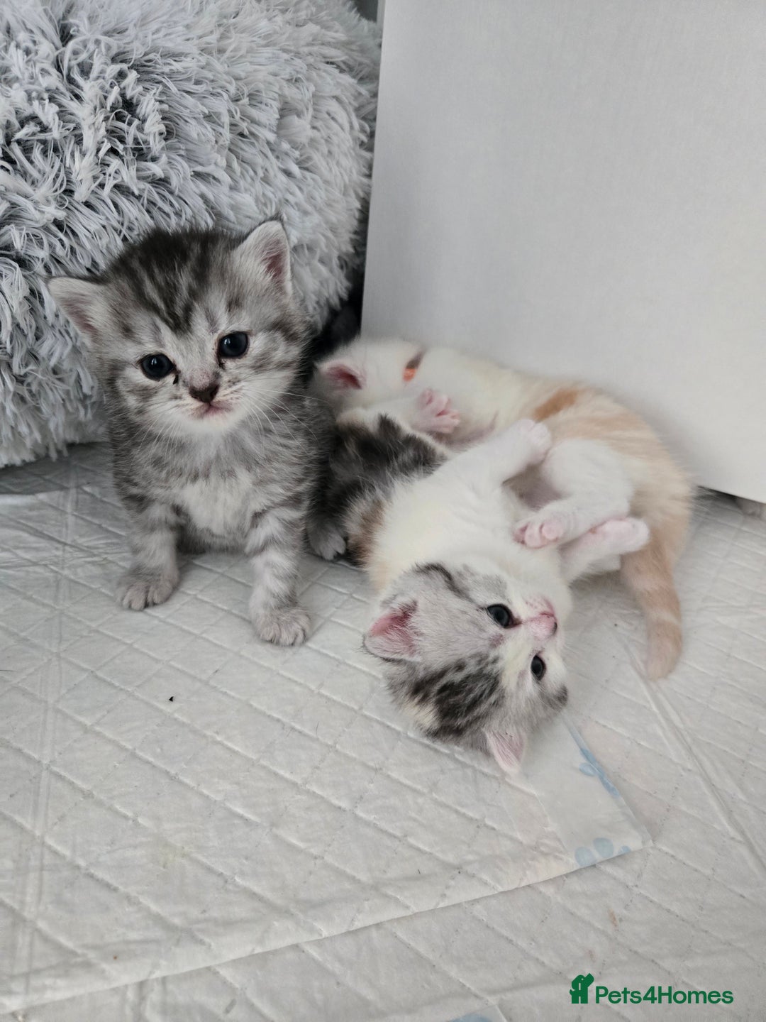 Perdoll cats for sale: Persian x ragdoll - Image 3
