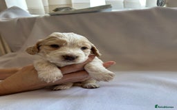 Cocker Spaniel dogs for sale: Cocker spaniel pups - Image 24