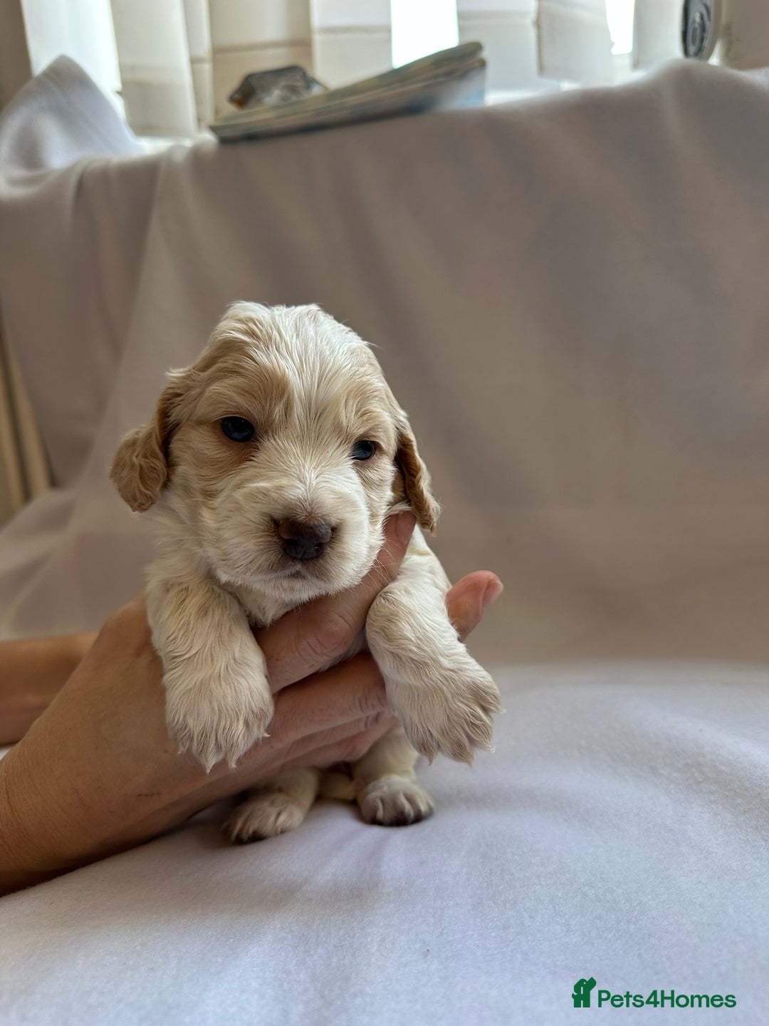Cocker Spaniel dogs for sale: Cocker spaniel pups - Image 24
