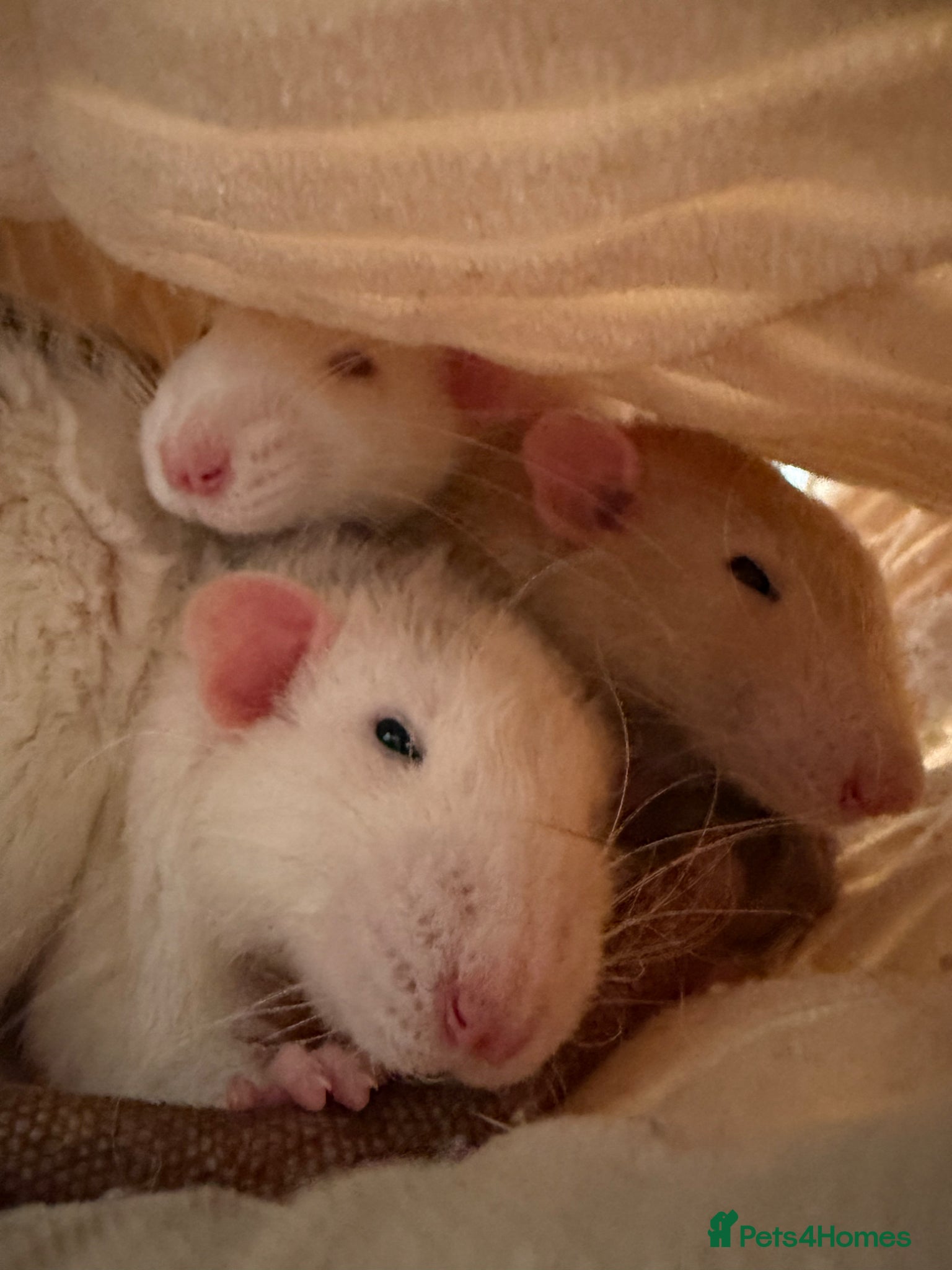 Rat rodents 4x male rats 6 months old for rehoming - Advert 2