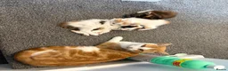 Mixed Breed cats for sale: Beautiful calico and tortoishell kittens - Advert 12