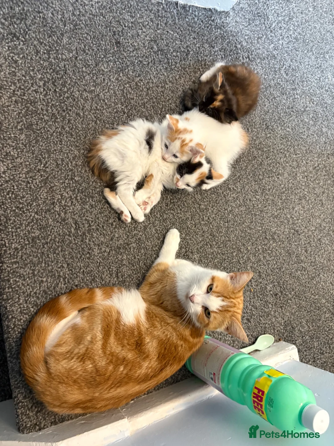 Mixed Breed cats for sale: Beautiful calico and tortoishell kittens - Advert 12