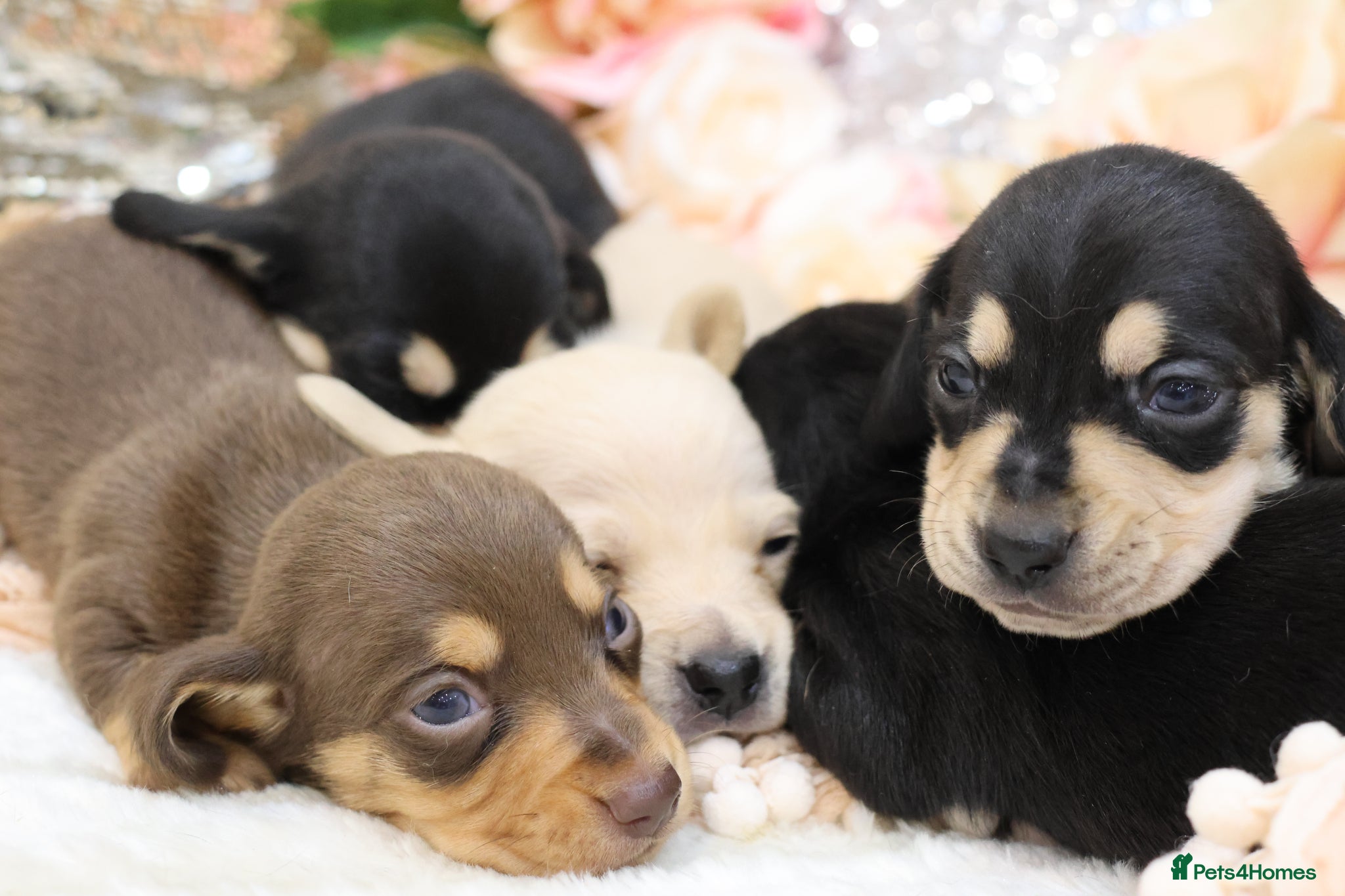 Miniature Dachshund dogs KC Miniature Dachshund Puppies - Advert 5