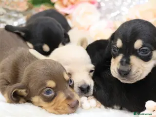 Miniature Dachshund dogs KC Miniature Dachshund Puppies - Advert 1