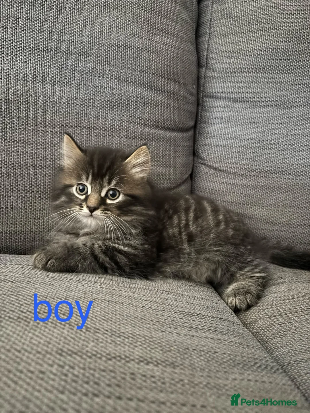 Mixed Breed cats for sale: 5 beautiful kittens - Advert 2
