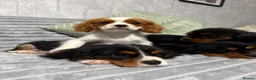 Cavalier King Charles Spaniel dogs for sale: KC Registered Health Tested CKCS Puppies - Advert 12