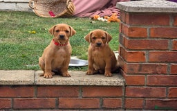 Labrador Retriever dogs for sale: KC Registered Fox Red Labrador Puppies - Image 36