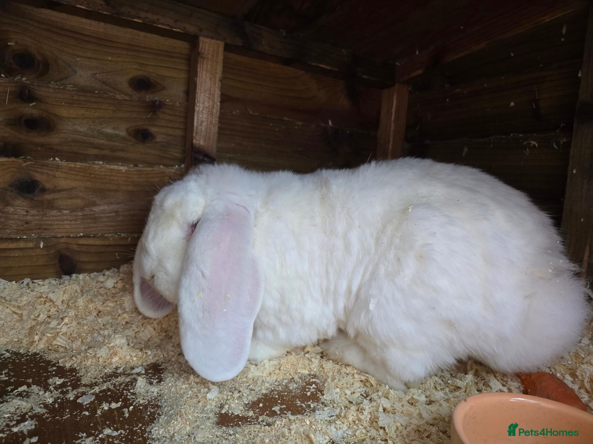 French Lop rabbits REW French lop buck *read ad* - Advert 8