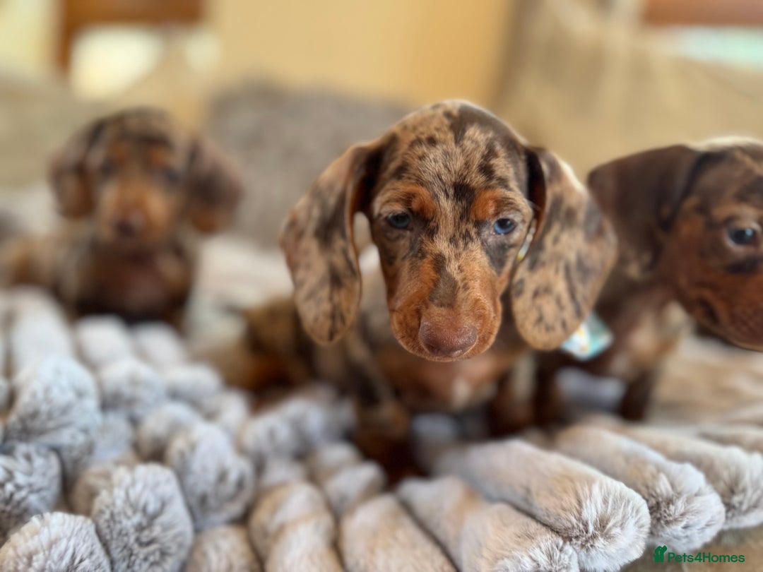 Miniature Dachshund dogs for sale: ❤️🐾💫 Outstanding Miniature Dachshunds 🐾❤️💫 - Image 33