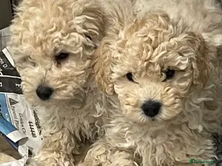 Mini Goldendoodle dogs Miniature double doodle puppies just 2 girls left - Advert 2