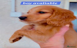 Cocker Spaniel dogs for sale: Cockerspaniel fox red stunning puppies 🐶  - Image 4