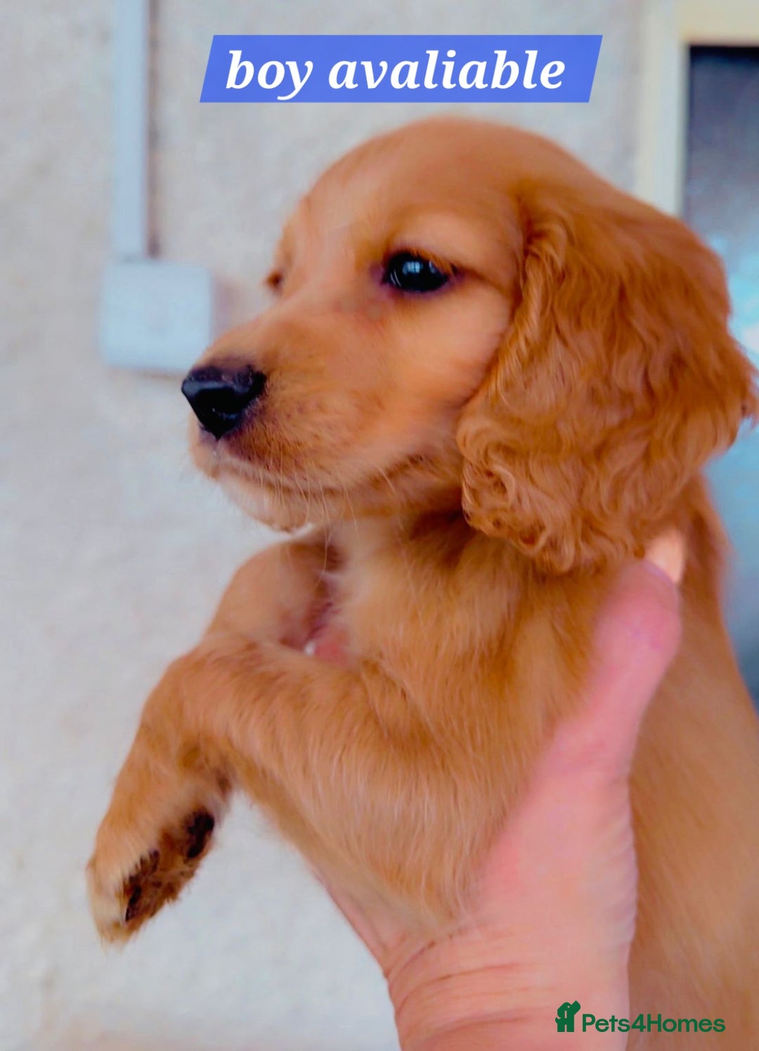 Cocker Spaniel dogs for sale: Cockerspaniel fox red stunning puppies 🐶  - Image 4