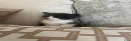 Mixed Breed cats for sale: Two kittens from our family pet  in Turriff - Advert 4
