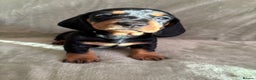 Dachshund dogs for sale: 8 weeks & READY TO LEAVE NOW - dachshund puppy  - Advert 3