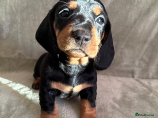 Dachshund dogs 10 weeks & READY TO LEAVE NOW - dachshund puppy - Advert 13