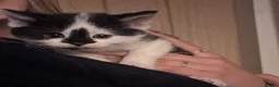 Mixed Breed cats for sale: Kittens for sale  in Keighley - Advert 2